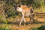 spotted hyena