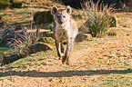 spotted hyena