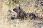 spotted hyena