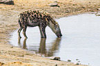 spotted hyena