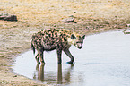 spotted hyena