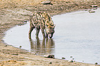 spotted hyena