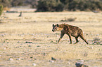 spotted hyena