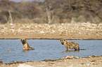 spotted hyenas