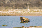 spotted hyenas