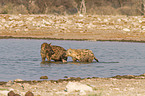 spotted hyenas