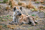 spotted hyena