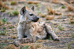 spotted hyena