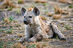 spotted hyena