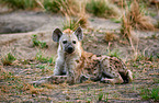spotted hyena