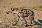 spotted hyena