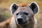spotted hyena