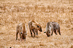 spotted hyenas