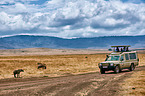 spotted hyenas