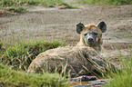liegende Spotted Hyena