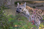 Spotted Hyena
