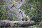 standing Spotted Hyena