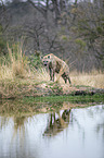 standing Spotted Hyena