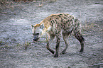 walking Spotted Hyena