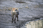 walking Spotted Hyena