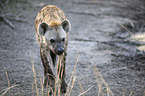 walking Spotted Hyena