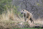 standing Spotted Hyena