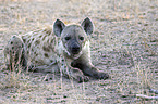 lying Spotted Hyena