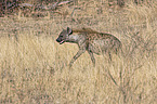walking Spotted Hyena