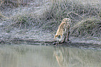 standing Spotted Hyena