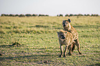 Spotted Hyenas when mating