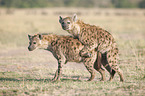 Spotted Hyenas when mating