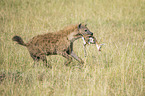 Spotted Hyena with prey