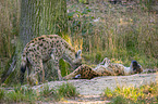 spotted hyenas