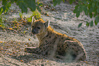 spotted hyena