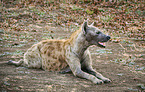 spotted hyena