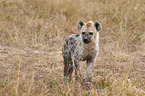 spotted hyena