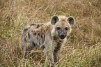 spotted hyena