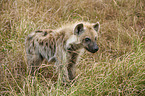 spotted hyena