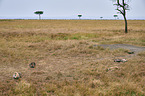 spotted hyenas