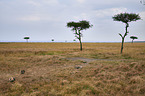 spotted hyenas