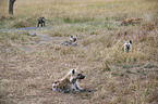 spotted hyenas