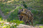 spotted hyenas