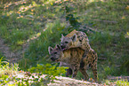 spotted hyenas