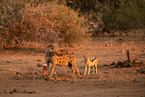 spotted hyena