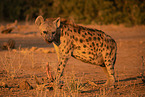 spotted hyena