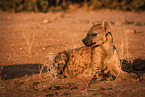 spotted hyena