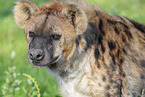 spotted hyena