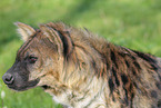 spotted hyena