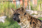 spotted hyena