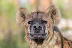 spotted hyena